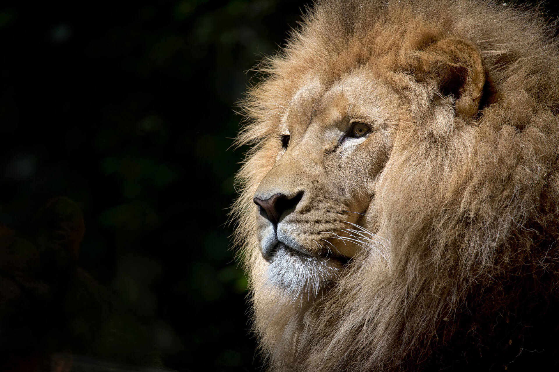 Ross-Pepper-Personal-Development-Lion